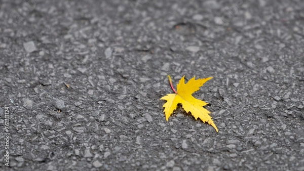 Fototapeta yellow leaf on the ground