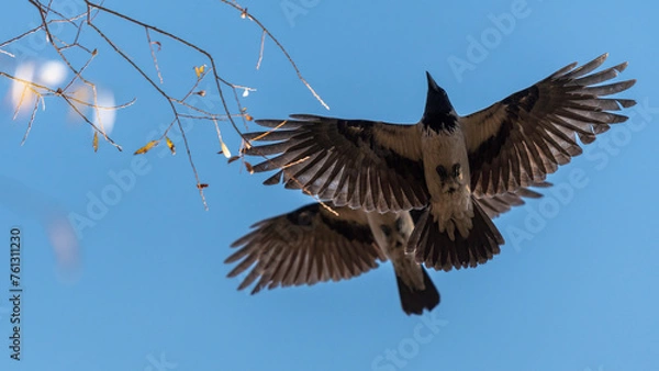Fototapeta crow in flight
