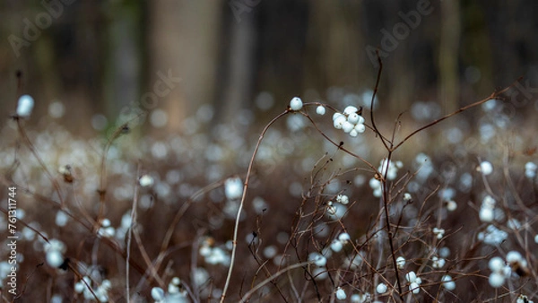 Fototapeta reeds in winter