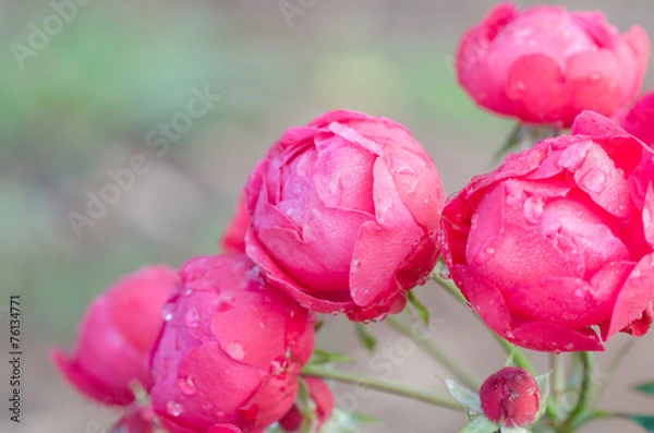 Obraz Floribundas rose