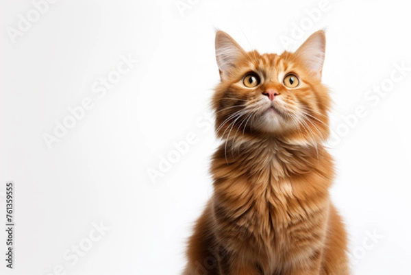 Fototapeta Cat with long fur and yellowish-orange color is looking at camera