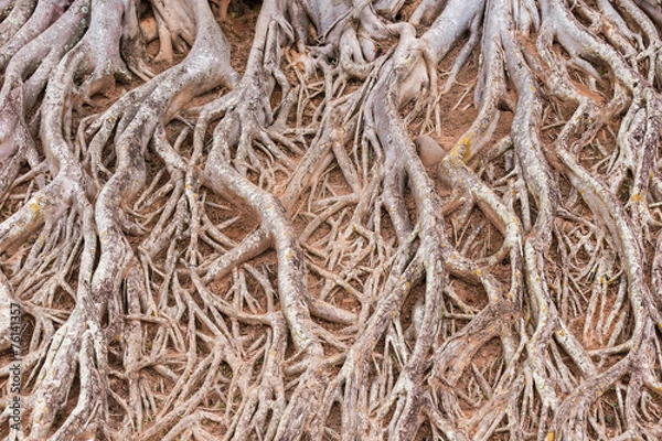 Obraz root of tree texture