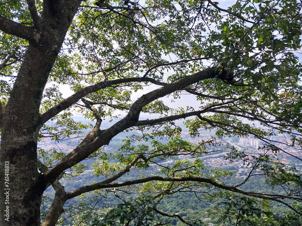 Fototapeta tree in spring