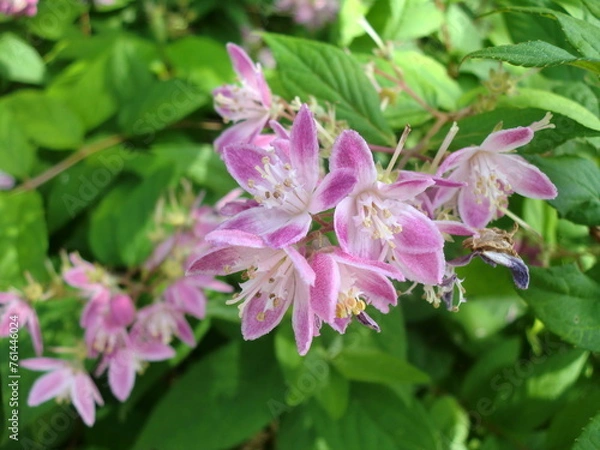 Obraz サクラウツギの花と葉