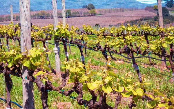 Fototapeta Rows of vines with green spring foliage and early flowering buds, with green grass between rows