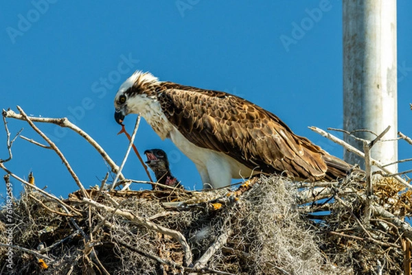 Obraz An adult osprey feeds pieces of fish to a chick in the nest in the Florida Everglades.
