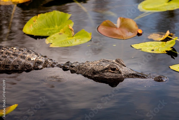 Obraz An alligator floats on the surface of water in the Everglades, Florida
