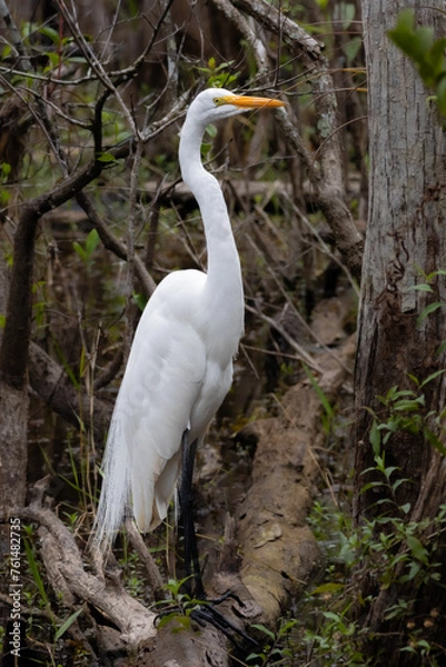 Obraz An egret stands tall in the Everglades, Florida
