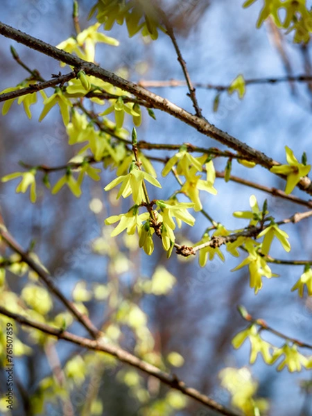 Obraz Blooming yellow forsythia plant against blue sky as an Easter springtime background. 
