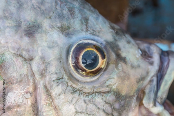 Obraz Fish Eye Close Up