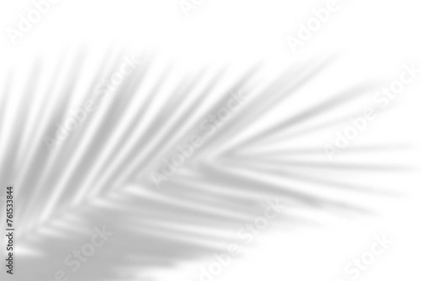 Fototapeta Natural palm branch shadow on transparent background. Tropical palm leaf shadow overlay effect. PNG file, cut-out,  ideal for summer design elements