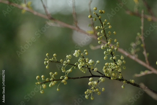 Obraz 東京赤坂氷川神社にある手水舎のアオモジ
