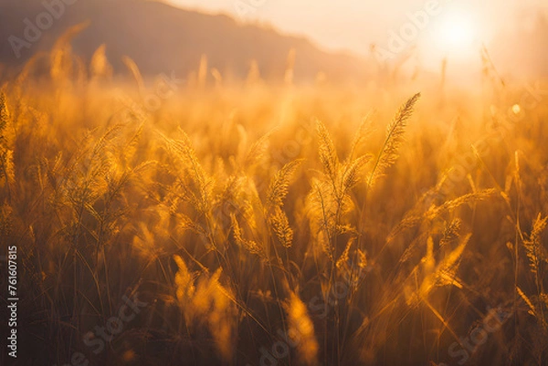 Obraz Grass in a sunny field