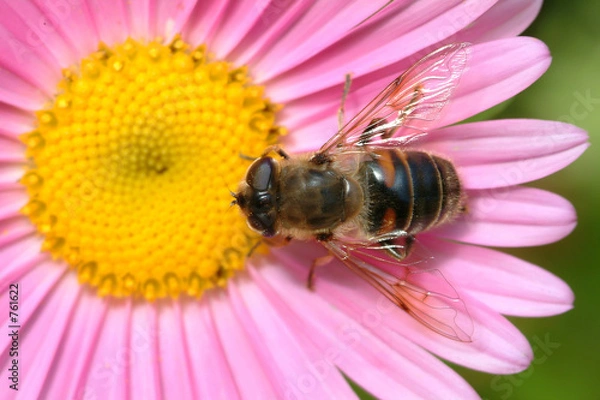 Obraz pszczoła w kwiecie