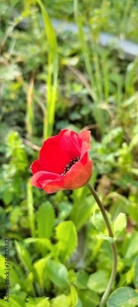 Fototapeta A red anemone