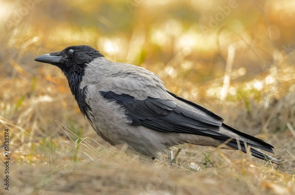 Obraz crow on the grass