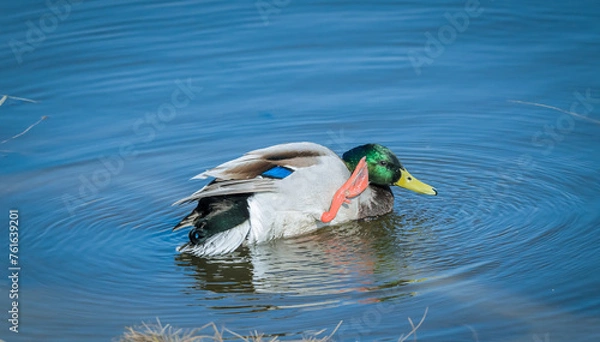 Obraz duck in water