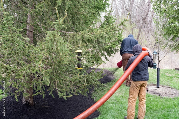 Obraz Landscapers Blowing Mulch under Pine Tree