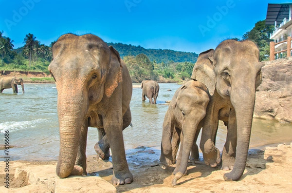 Fototapeta Elephants At Pinnawala Elephant Orphanage