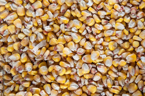 Fototapeta Corn seeds background