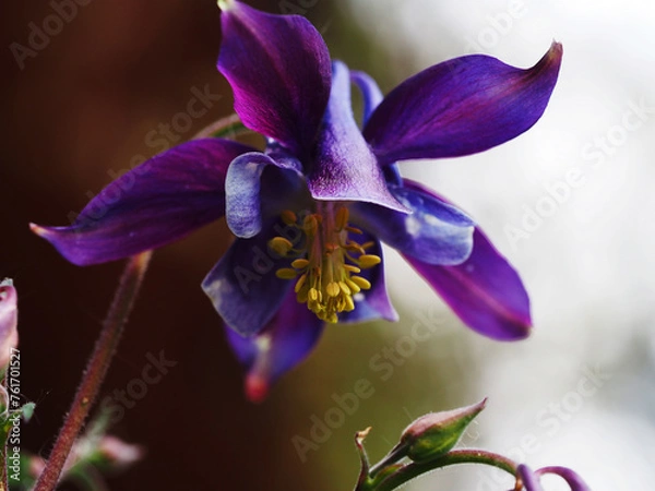 Obraz Aquilegia