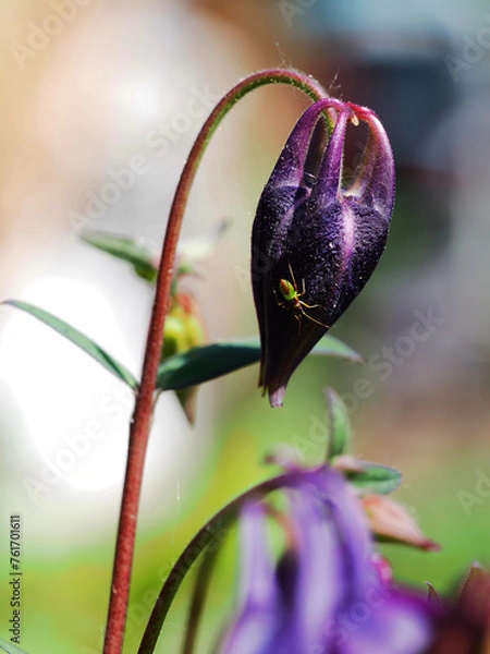 Obraz Aquilegia