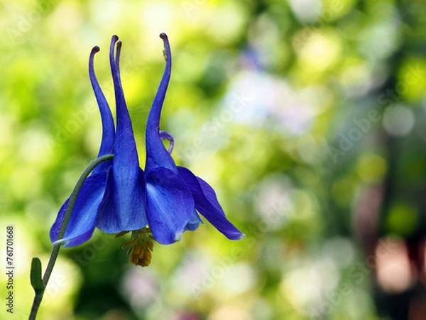 Obraz Aquilegia