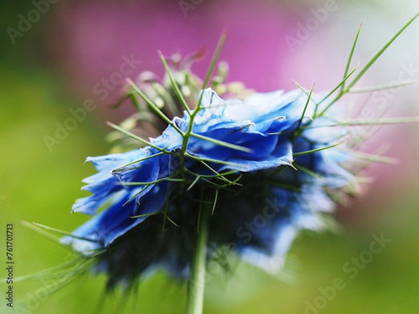 Obraz Nigella Damascena