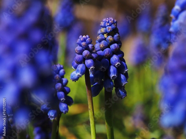 Obraz Muscari