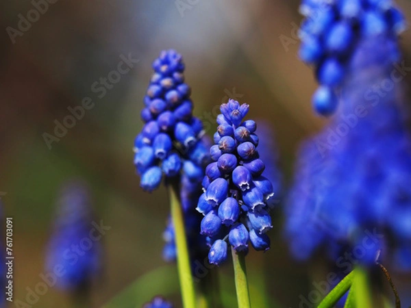 Obraz Muscari