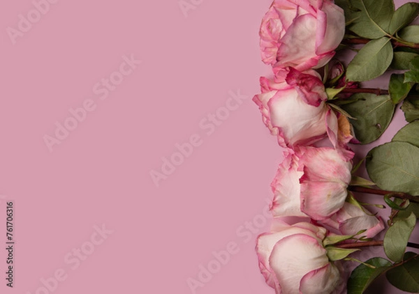 Obraz Roses on a pink background. Copyspace