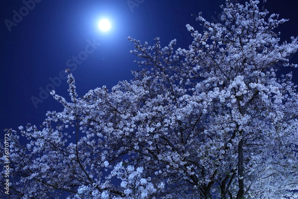 Obraz おぼろ月夜に薄紅色のサクラ