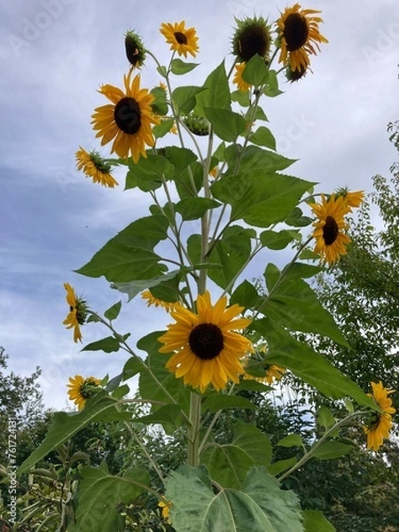 Obraz Tall sunflower stem with several flowers and leaves