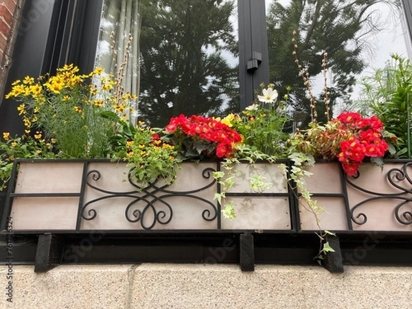 Obraz Planter in the window of a house, mix of flowering plants: white cosmos, pansies, red primroses, coreopsis with variegated ivy and willow branches with catkins