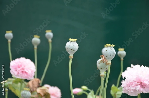 Fototapeta Poppy capsules with a few pink flowers in front of a green screen