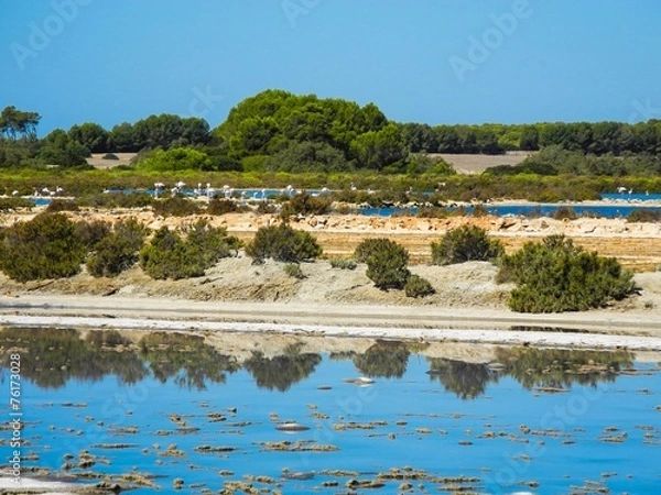 Fototapeta Flamingos suchen in Saline nach Futter