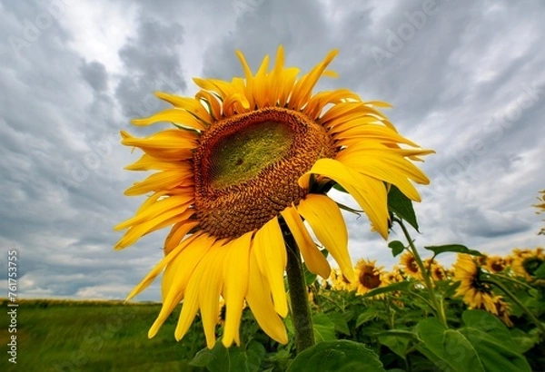Fototapeta African Sunflower