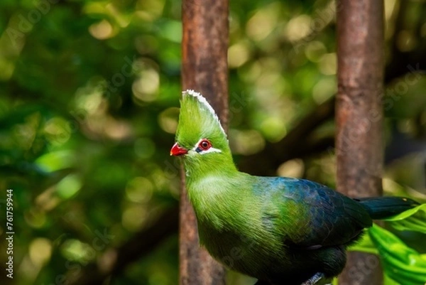 Fototapeta Knysna Turaco
