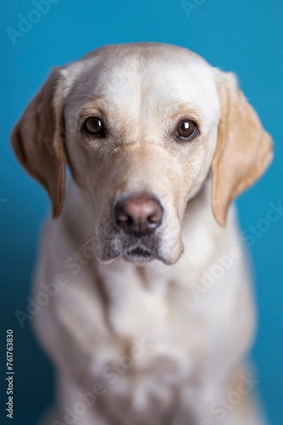 Obraz Pies na niebieskim tle