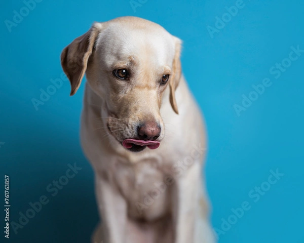 Obraz Pies na niebieskim tle