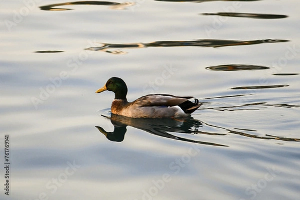 Obraz duck in the water