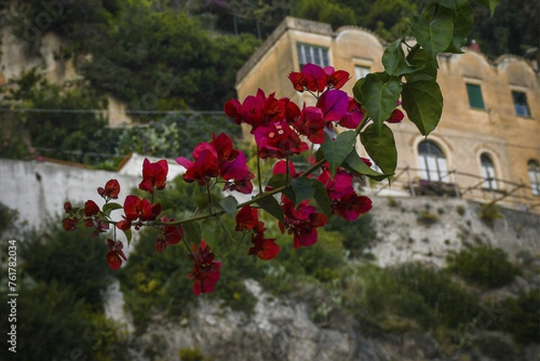 Obraz flores amalfitanas