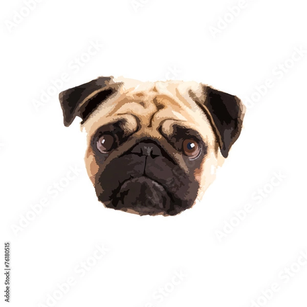 Obraz Mops twarz wektor