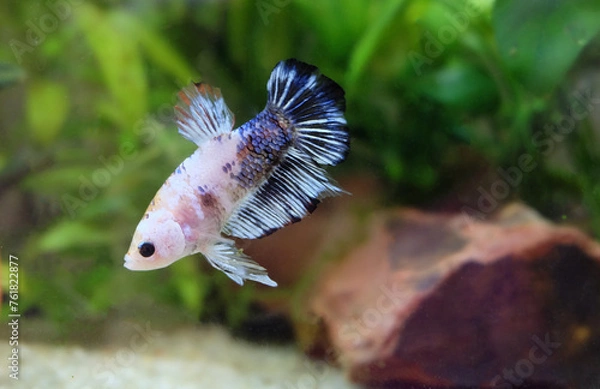 Fototapeta Aquarium fish male betta white with mottled spots swims to the bottom in an aquarium, selective focus, horizontal orientation.