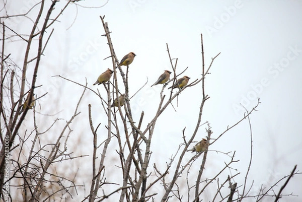 Obraz Cedar waxwings in a bare tree
