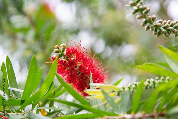 Fototapeta bottlebrush red