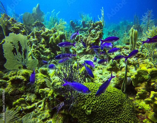 Obraz Purple fish, Belize Barrier Reef, Diving