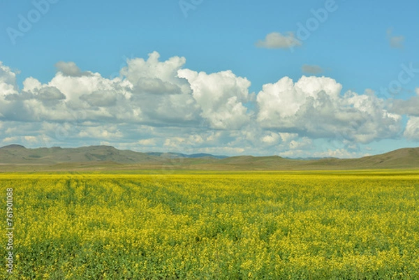 Fototapeta A vast field of yellow-flowering rapeseed under a cloudy summer sky at the foot of a range of high hills.