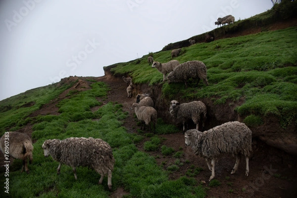 Obraz sheep