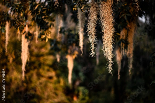 Obraz Moss oke at sunset